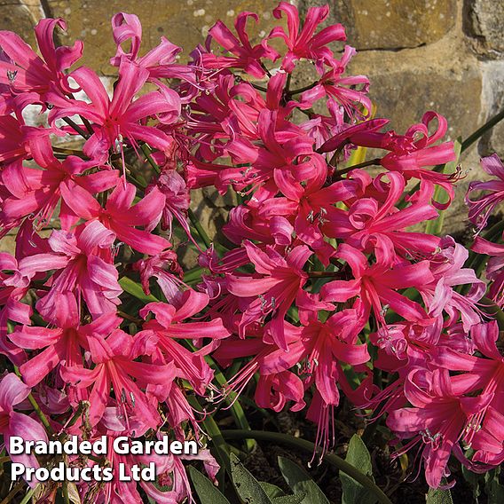 Nerine bowdenii 'Mister John'