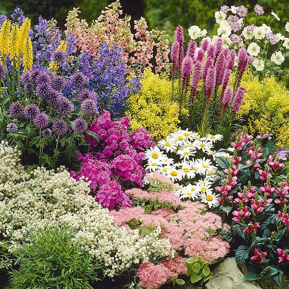 Nurserymans Choice Perennial Cottage Garden Collection