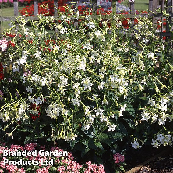 Nicotiana alata