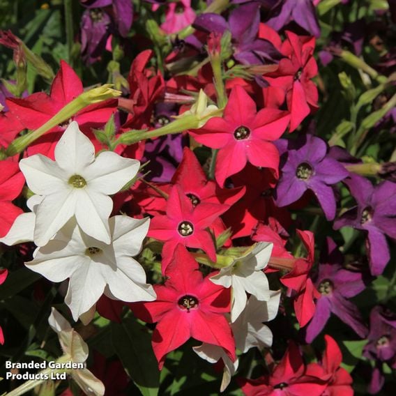 Nicotiana 'Evening Fragrance Mix' - Seeds