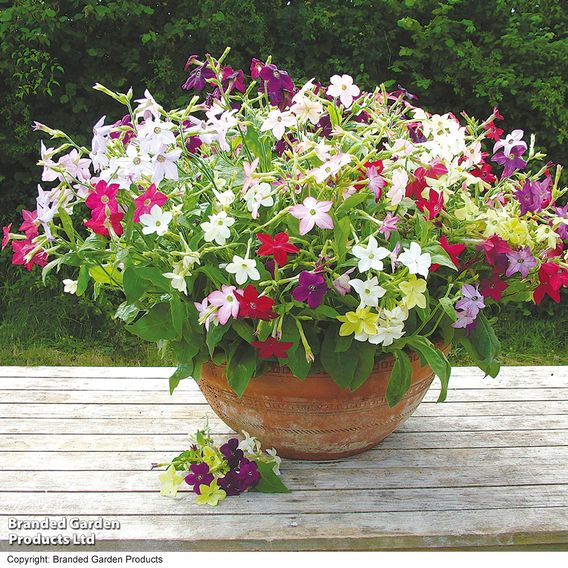 Nicotiana F1 'Perfume Mix' - Seeds