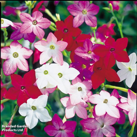 Nicotiana F1 'Perfume Mix' - Seeds
