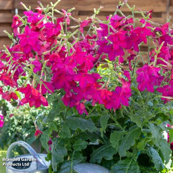 Nicotiana 'Sirius Deep Rose' F1 - Pelleted Seeds