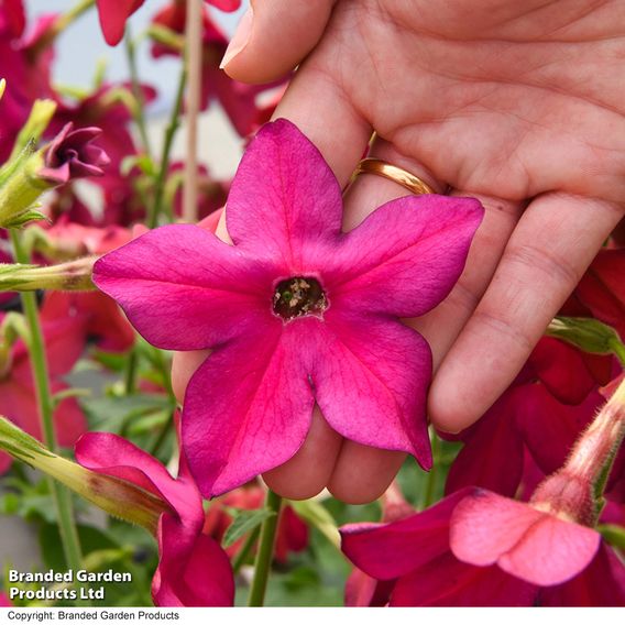 Nicotiana 'Sirius Deep Rose' F1 - Pelleted Seeds