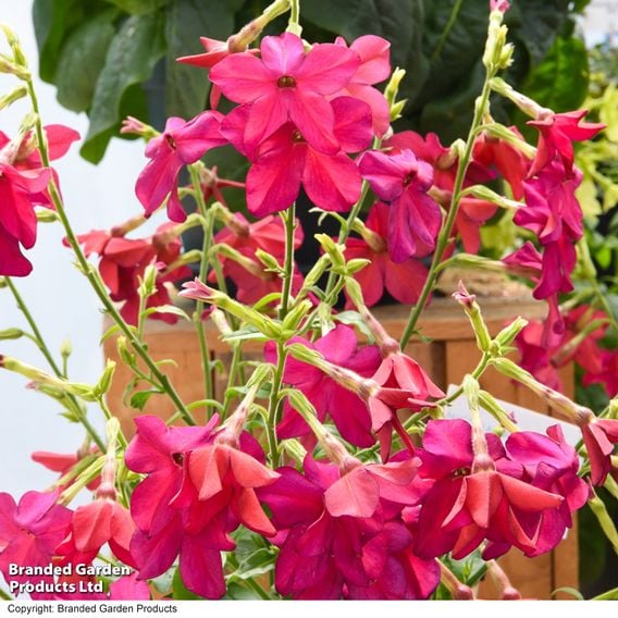 Nicotiana 'Sirius Deep Rose' F1 - Pelleted Seeds