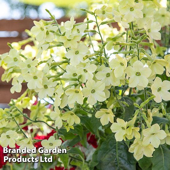 Nicotiana 'Sirius Lime' F1 - Seeds