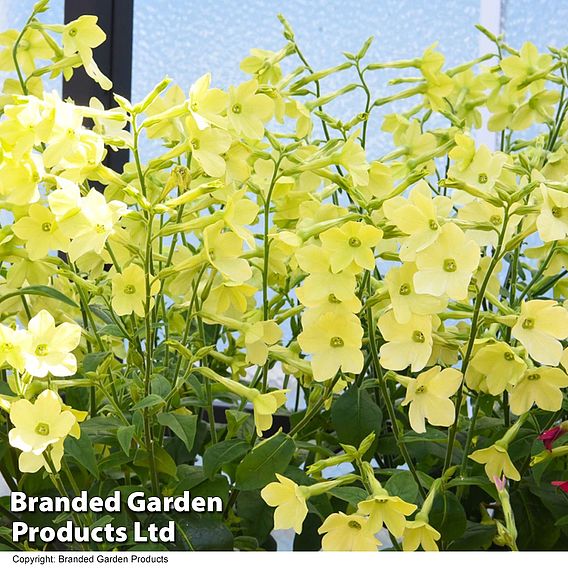 Nicotiana 'Sirius Lime' F1 - Seeds