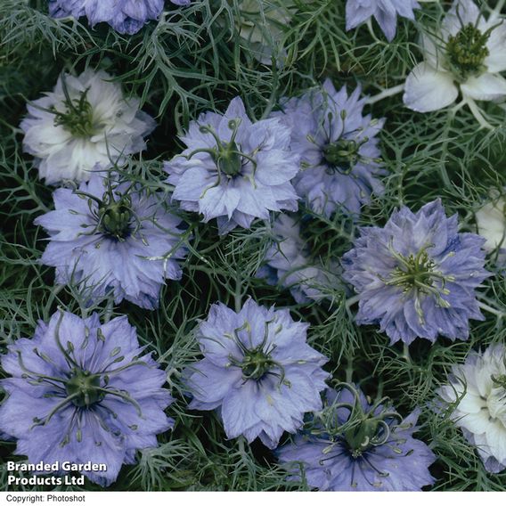 Love-in-a-Mist 'Miss Jekyll' - Seeds