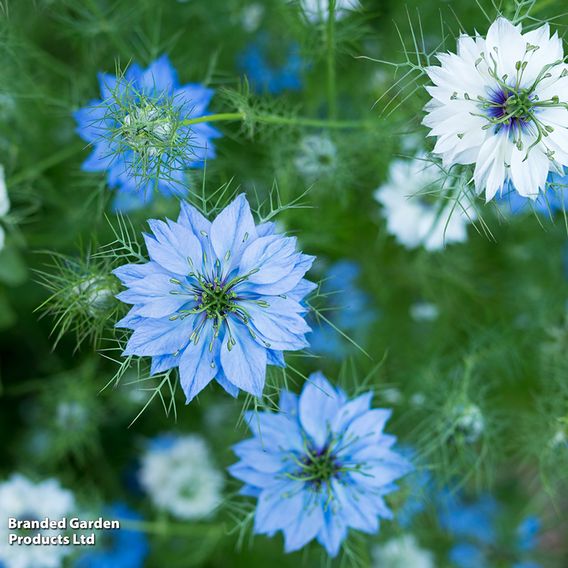 Love-in-a-Mist 'Miss Jekyll' - Seeds