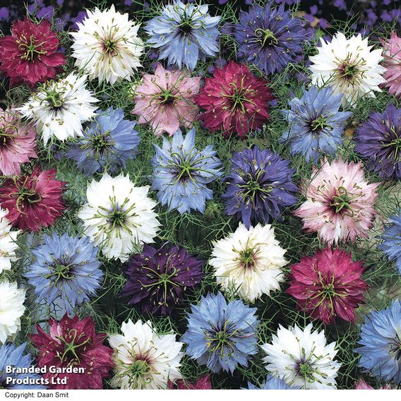 Love-in-a-Mist 'Persian Jewels Mix' - Seeds