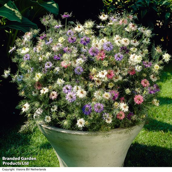 Love-in-a-Mist 'Persian Jewels Mix' - Seeds