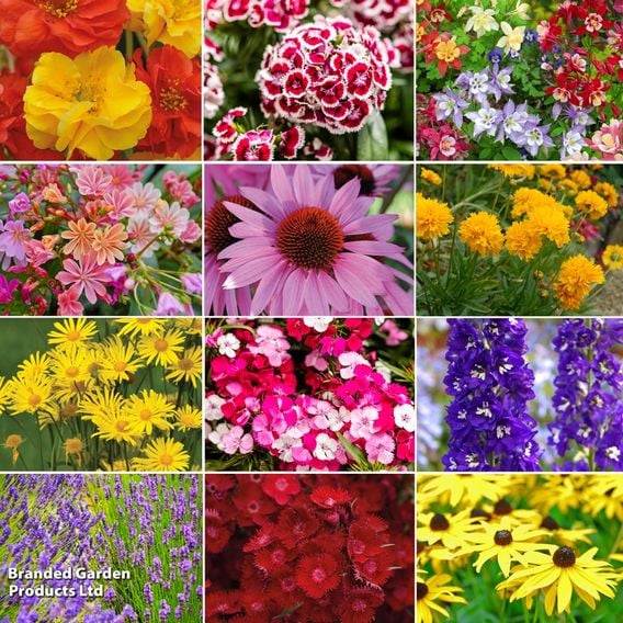 Nurseryman's Choice Perennials