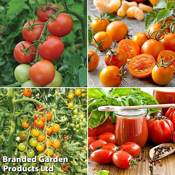 Nurseryman's Choice Tomato Collection (Grafted)