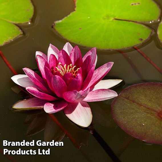 Water Lily Red with Pond Basket