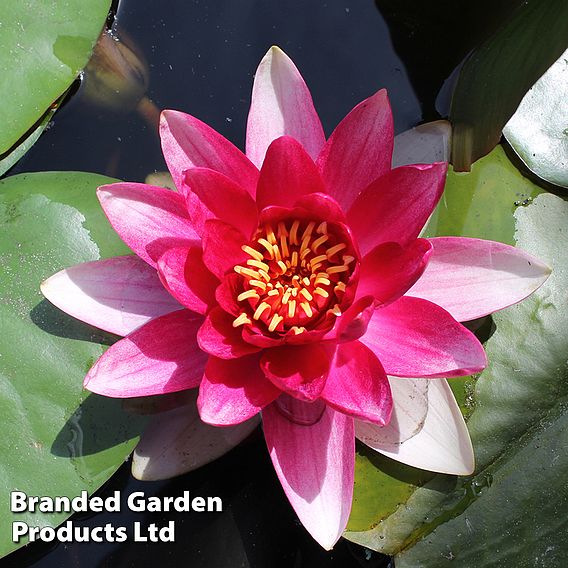 Water Lily Red with Pond Basket