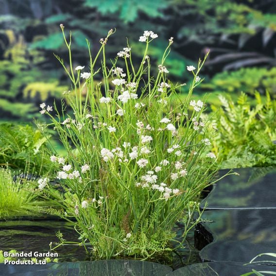 Oenanthe aquatica (Marginal Aquatic)