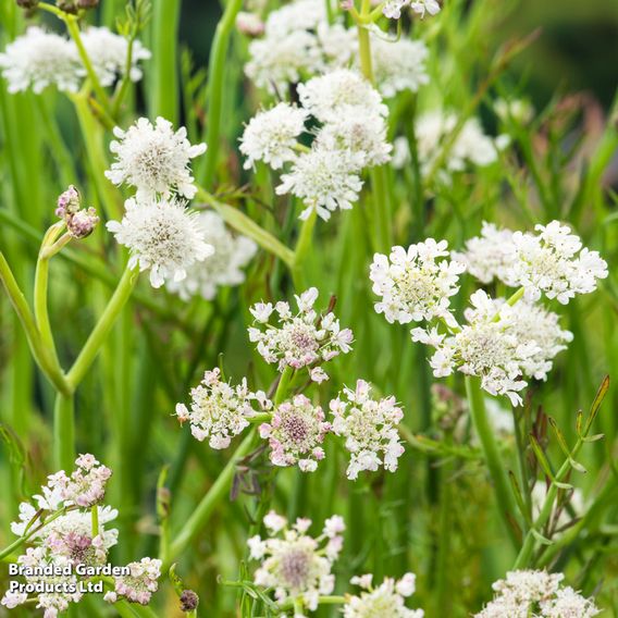 Oenanthe aquatica (Marginal Aquatic)