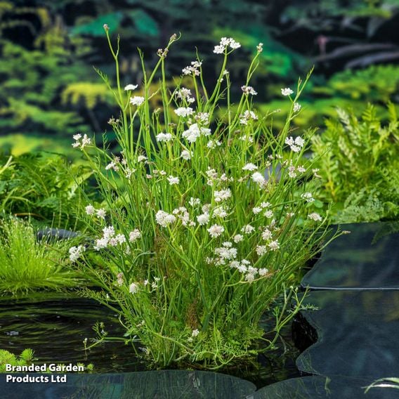 Oenanthe aquatica (Marginal Aquatic)