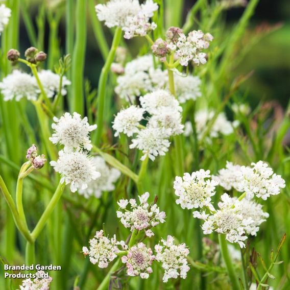 Oenanthe aquatica (Marginal Aquatic)
