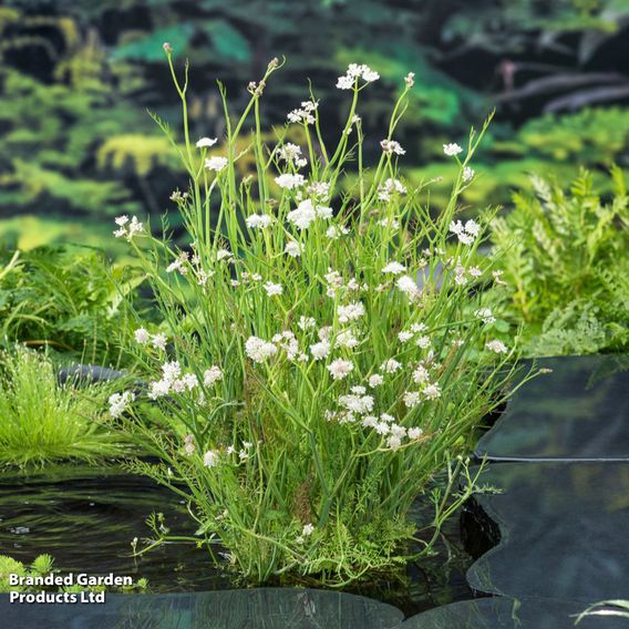 Oenanthe aquatica (Marginal Aquatic)