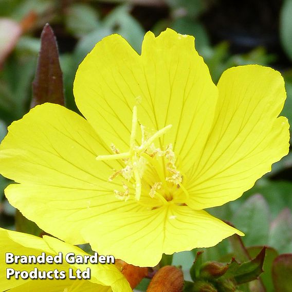 Oenothera tetragona