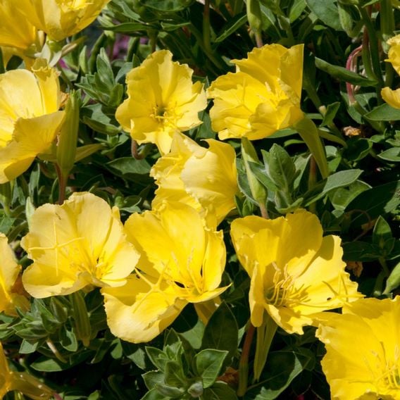 Oenothera macrocarpa