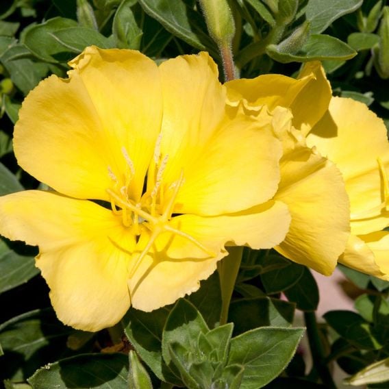 Oenothera macrocarpa