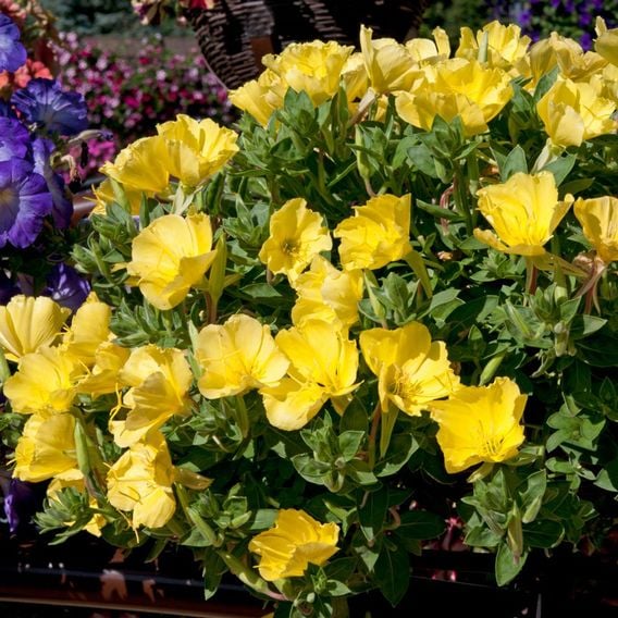 Oenothera macrocarpa