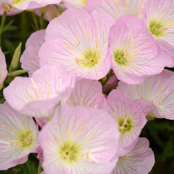 Oenothera speciosa 'Siskyou'
