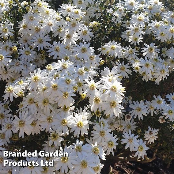 Olearia ‘Spring Bling’
