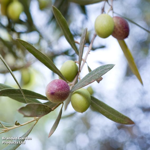 Olive Tree (Standard)