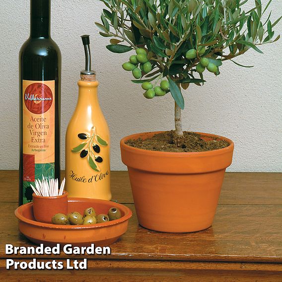 Olive Tree (Standard)