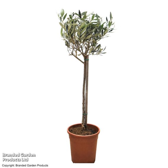 Olive Tree (Standard)