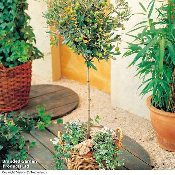 Olive Tree (Standard)