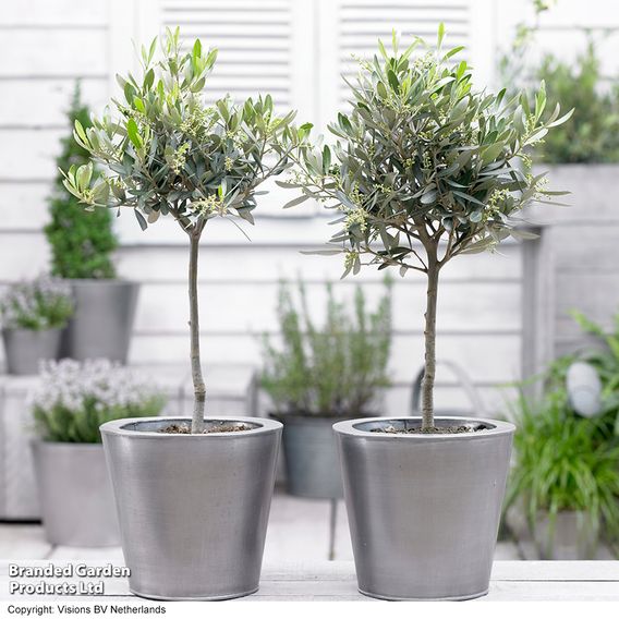 Olive Tree (Standard)
