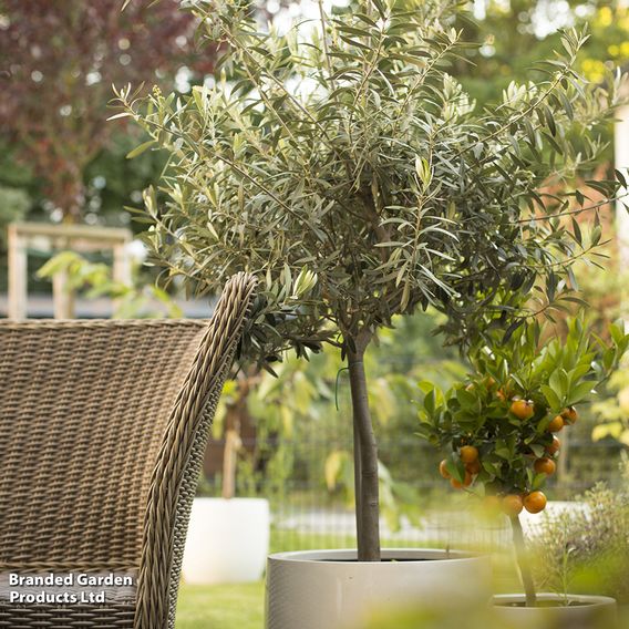 Olive Tree (Standard)