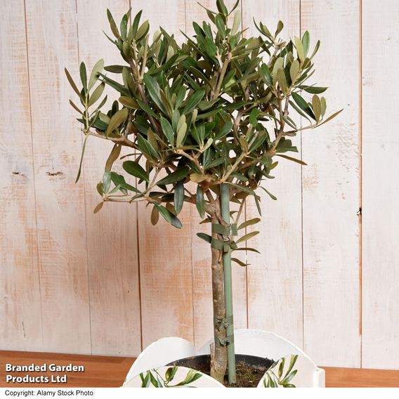 Olive Tree (Standard)