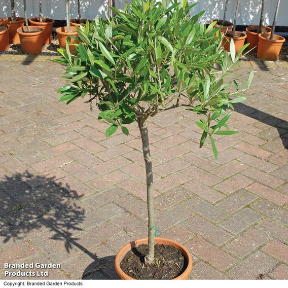 Olive Tree (Standard)