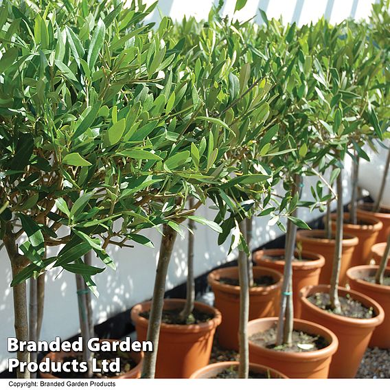 Olive Tree (Standard)