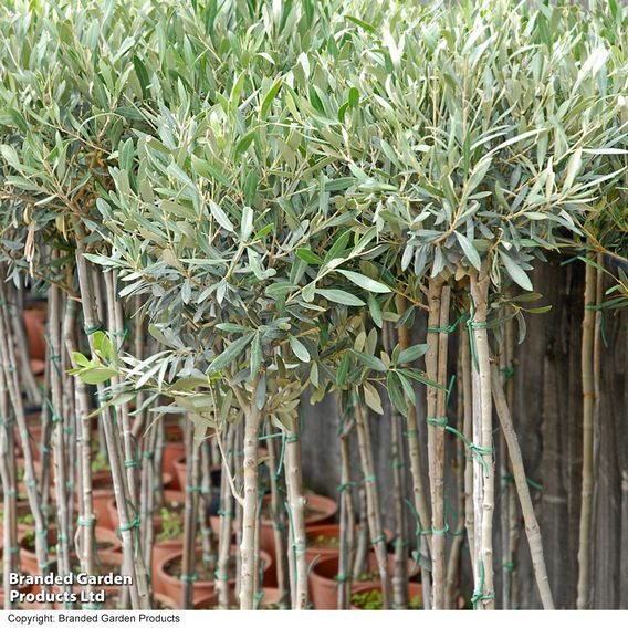Olive Tree (Standard)