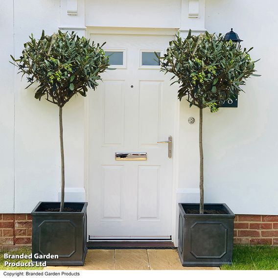 Olive Tree (Standard)