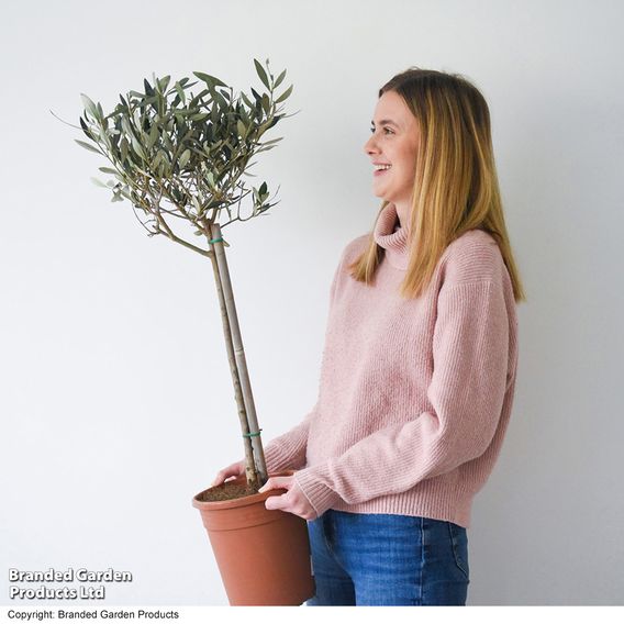 Olive Tree (Standard)