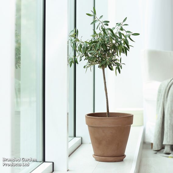 Olive Tree (Standard)