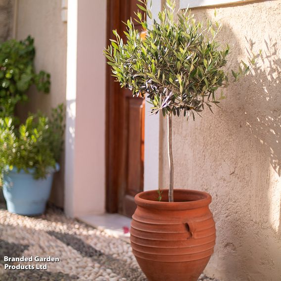 Olive Tree (Standard)