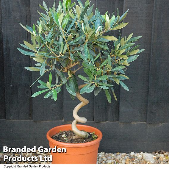 Olive Tree with Spiral Stem