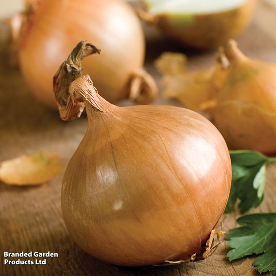 Onion 'Ailsa Craig' - Seeds