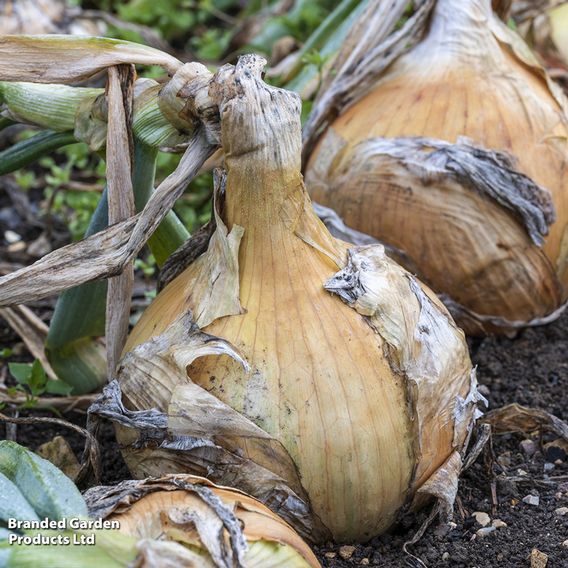 Onion 'Ailsa Craig' - Seeds
