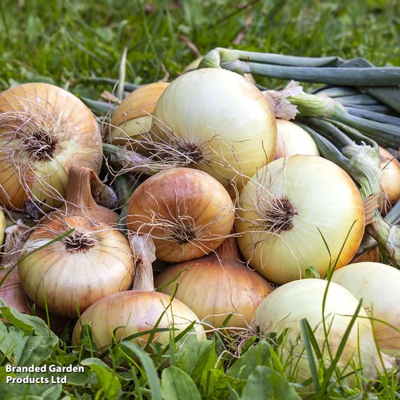 Onion 'Ailsa Craig' - Seeds