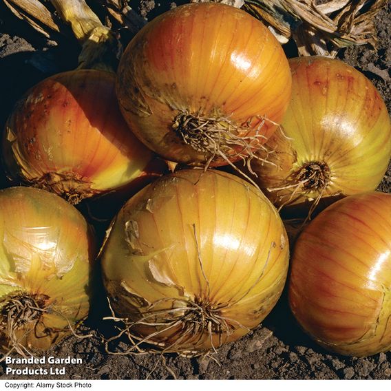 Onion 'Ailsa Craig' - Seeds