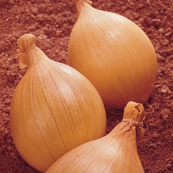 Onion 'Ailsa Craig' - Seeds